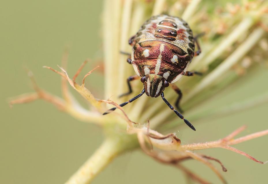 Carpocoris Carpocoris