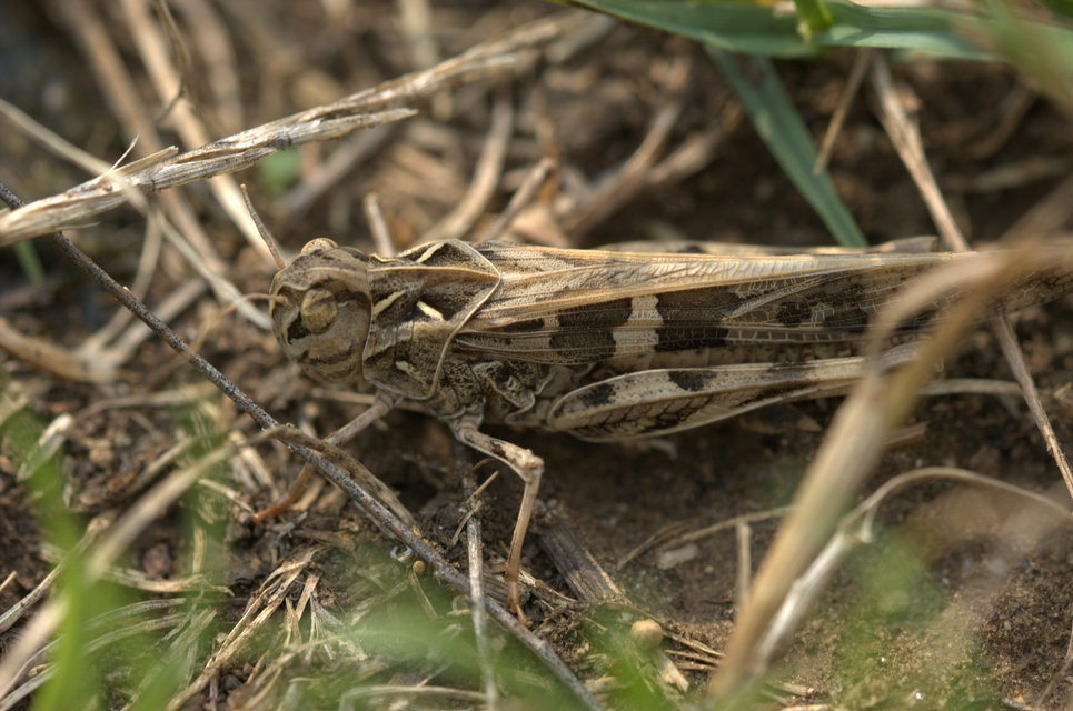 Oedaleus decorus - szalagos sáska