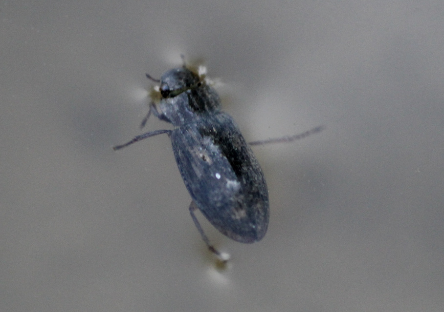 Helophorus Helophorus