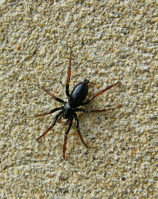 Trachyzelotes pedestris - vöröslábú gyászpók
