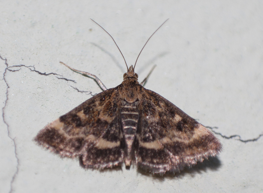 Pyrausta despicata - réti bíbormoly