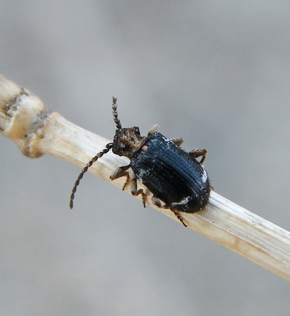 Ptinus variegatus