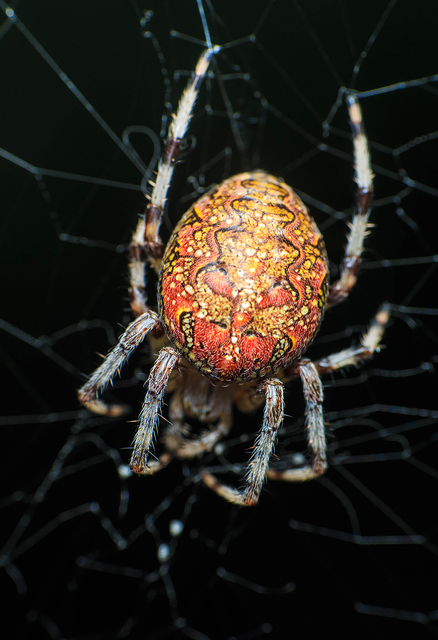 Araneus marmoreus - márványos keresztespók