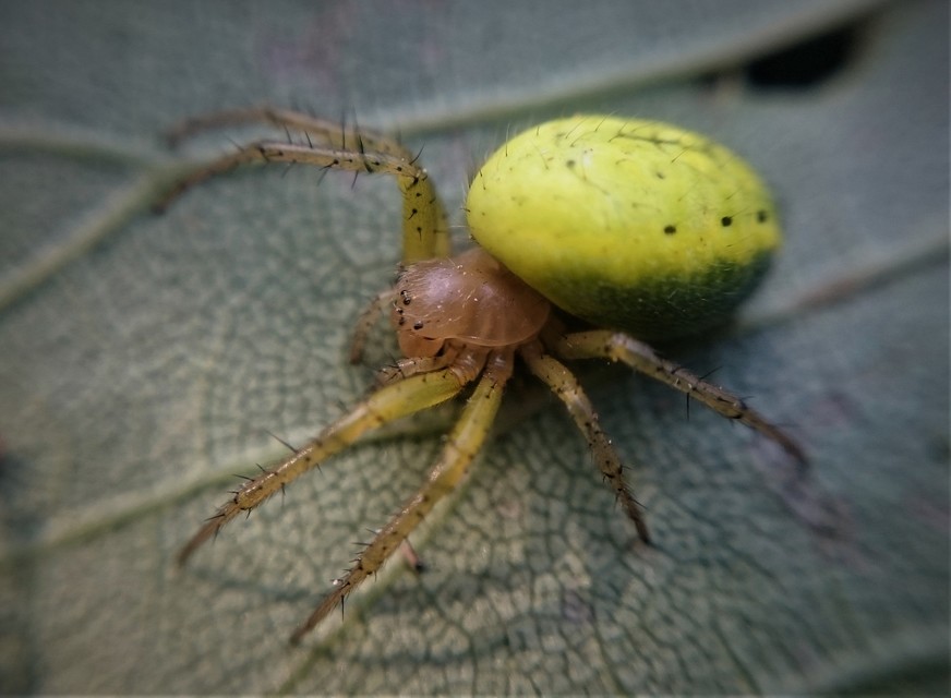 Araniella opisthographa - ötpontos tökkeresztespók