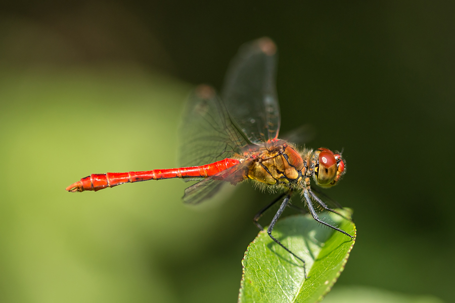 Sympetrum sanguineum - vörös katona-szitakötő