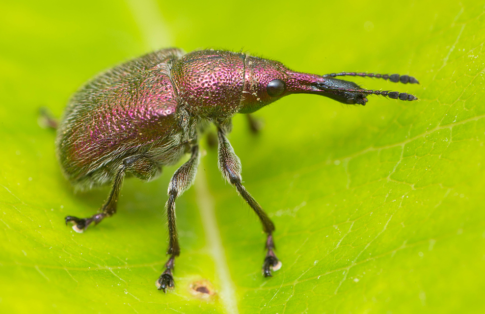 Rhynchites auratus - aranyos eszelény Rhynchites auratus - aranyos eszelény
