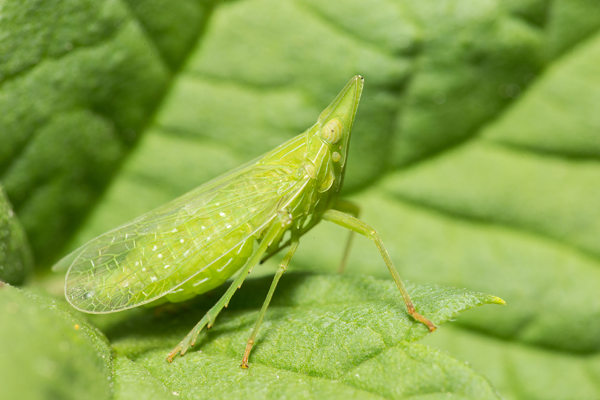 Dictyophara europaea