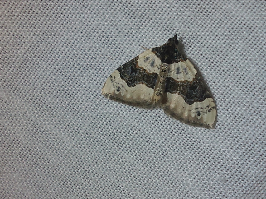 Cosmorhoe ocellata - szemes galajaraszoló