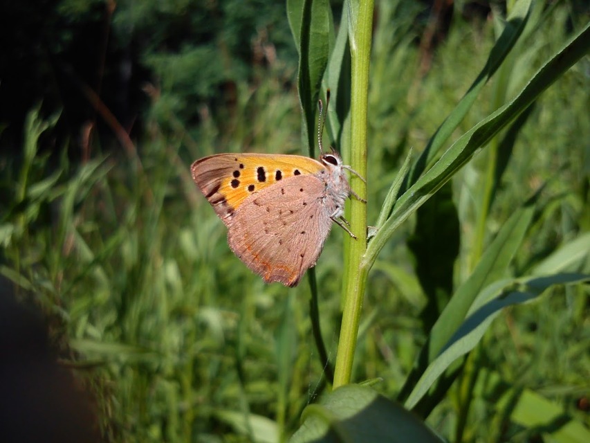 Lycaena phlaeas - közönséges tűzlepke