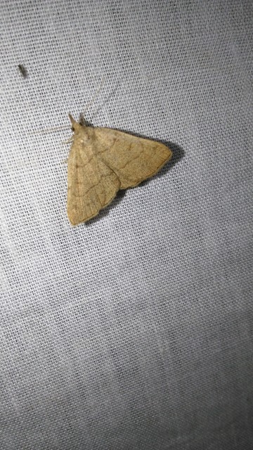 Paracolax tristalis - sárgás karcsúbagoly