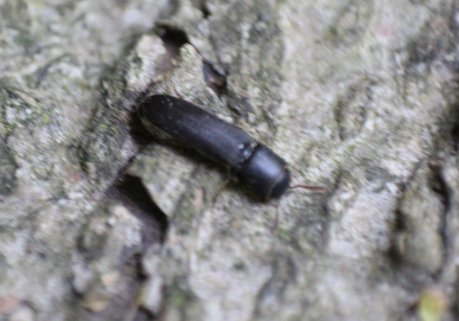 Melasis buprestoides - laposlábú tövisnyakúbogár
