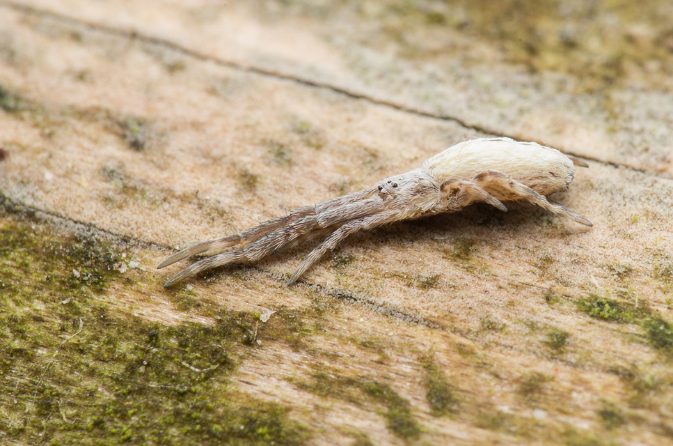 Uloborus walckenaerius - derespók