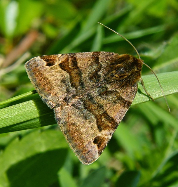 Euclidia glyphica - közönséges nappalibagoly