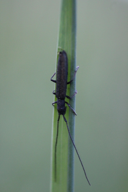 Theophilea subcylindricollis - hengeres szalmacincér