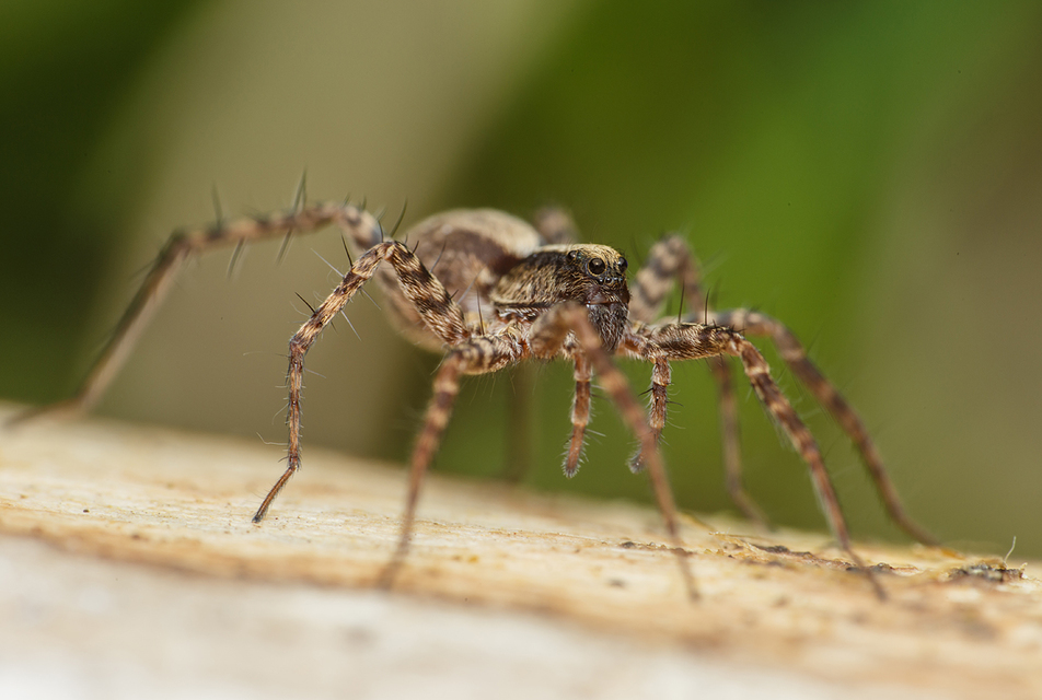 Pardosa