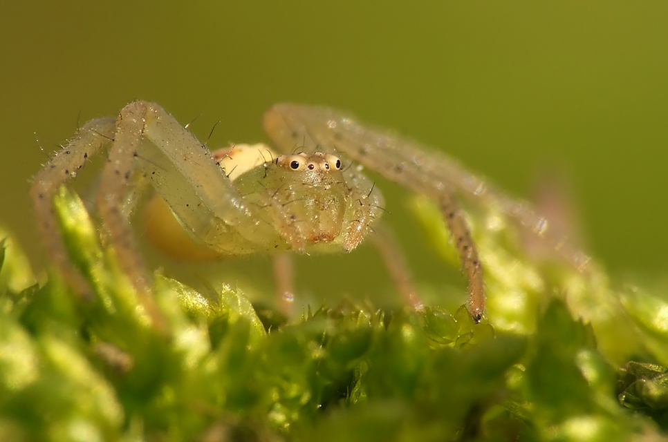 Diaea