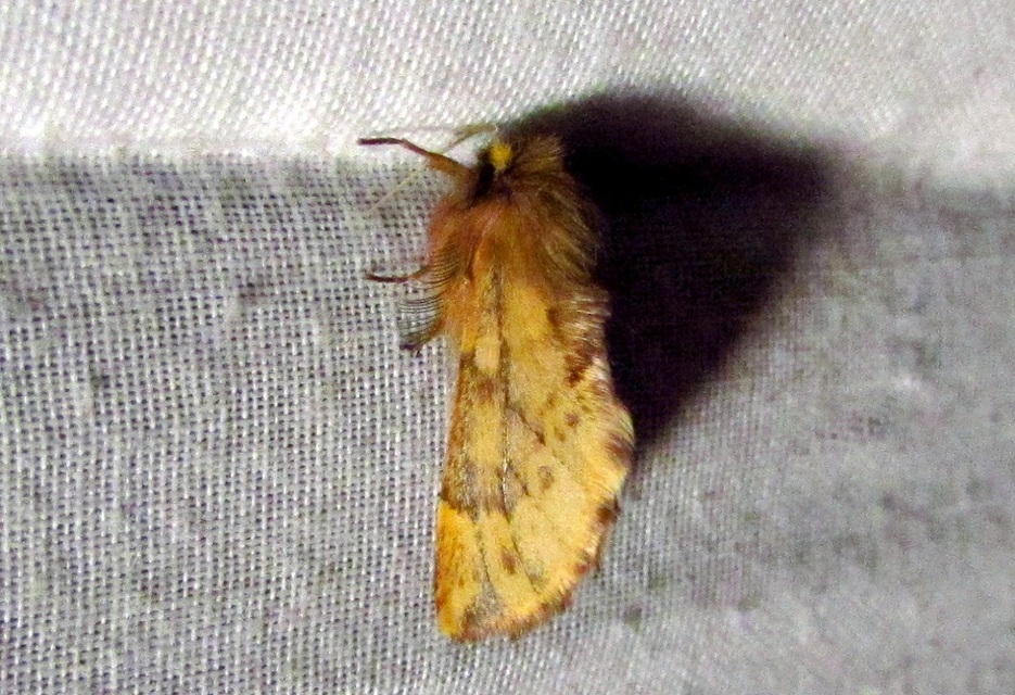 Ptilophora plumigera - tollas púposszövő