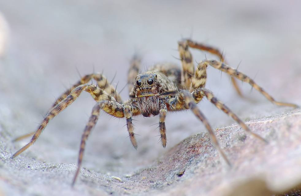Pardosa