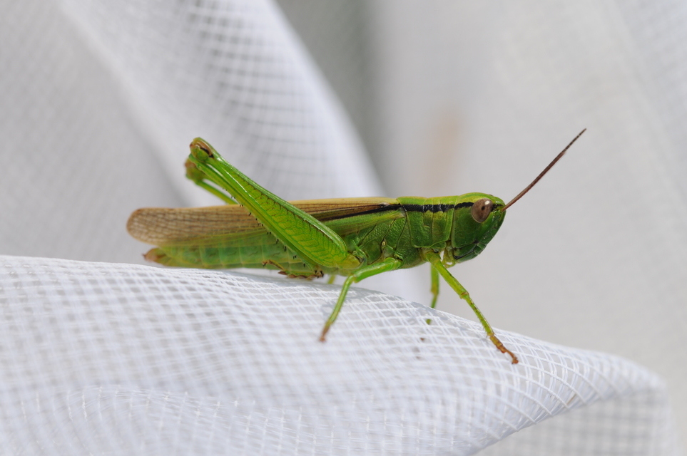 Mecostethus parapleurus - hagymazöld sáska