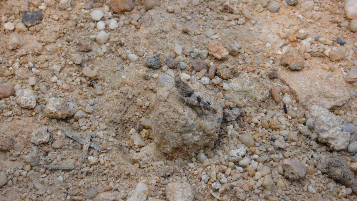Oedipoda caerulescens - kékszárnyú sáska