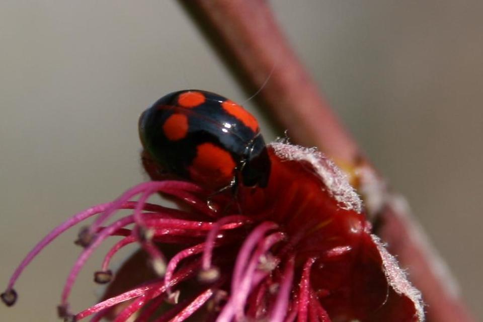 Adalia bipunctata - kétpettyes katica