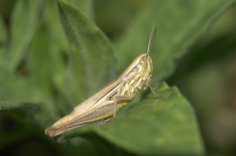 Euchorthippus declivus - rövidszárnyú rétisáska