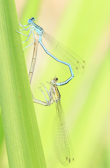 Platycnemis pennipes - széleslábú szitakötő