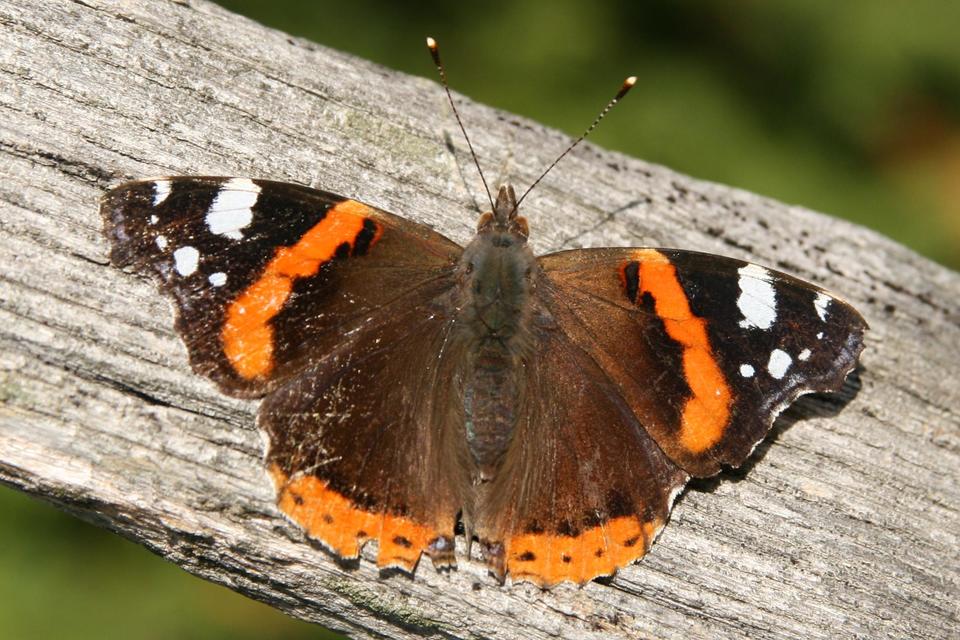 Vanessa atalanta - atalantalepke