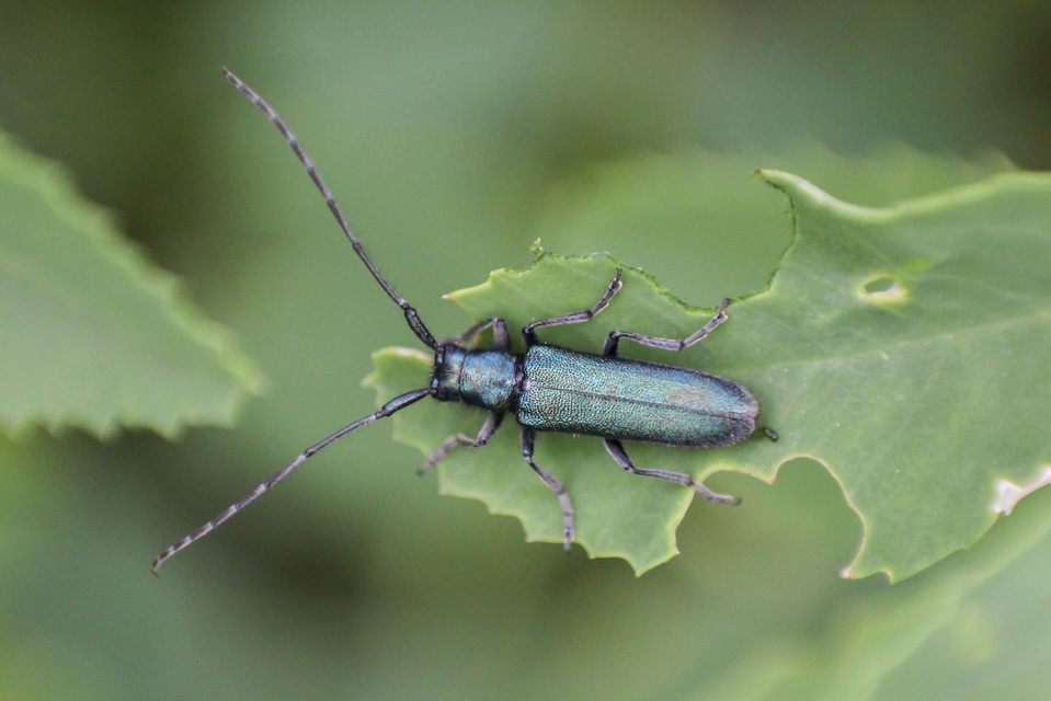 Agapanthia violacea - kék somkórócincér