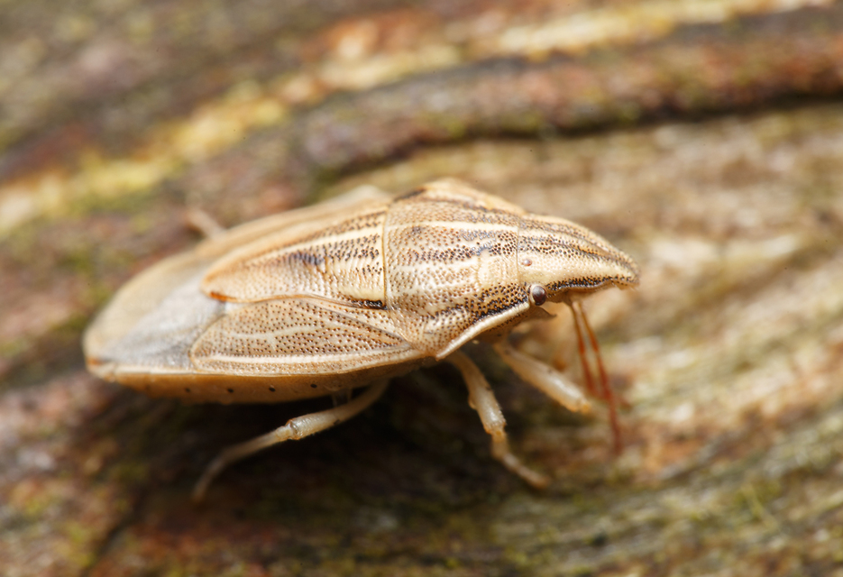 Aelia acuminata - közönséges szipolypoloska Aelia acuminata - közönséges szipolypoloska