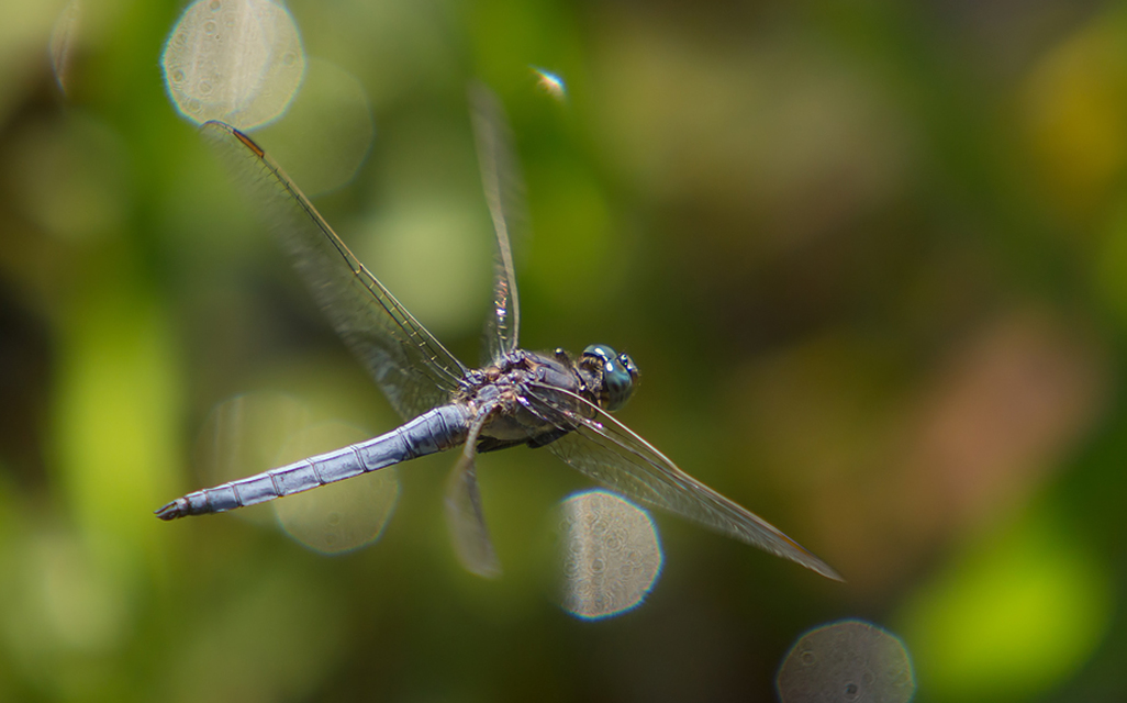 Orthetrum coerulescens - karcsú pásztorszitakötő