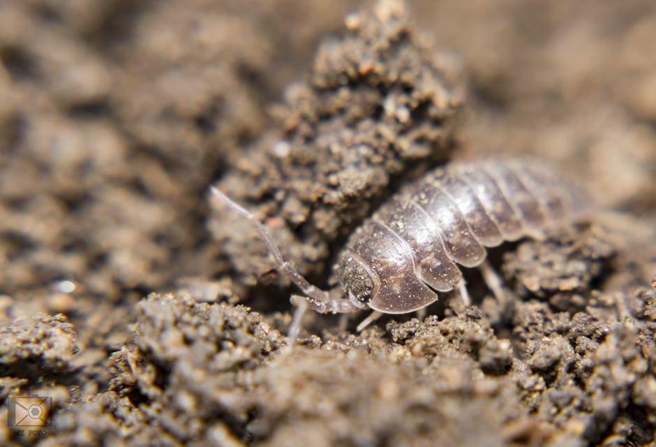 Cylisticus convexus - álgömbászka