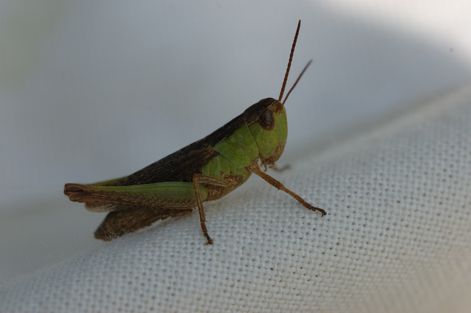 Chorthippus dorsatus - hátas rétisáska