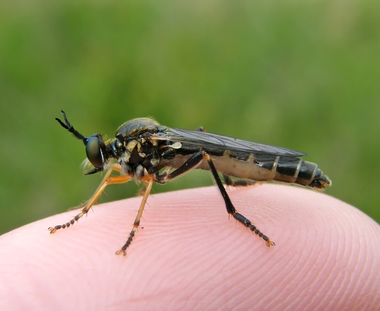 Dioctria