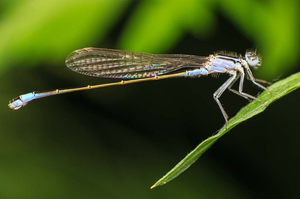 Ischnura elegans