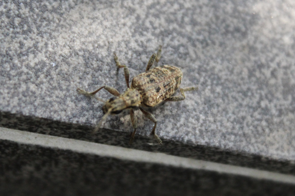 Rhagium inquisitor - fenyves-tövisescincér