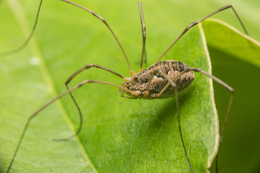 Phalangium opilio
