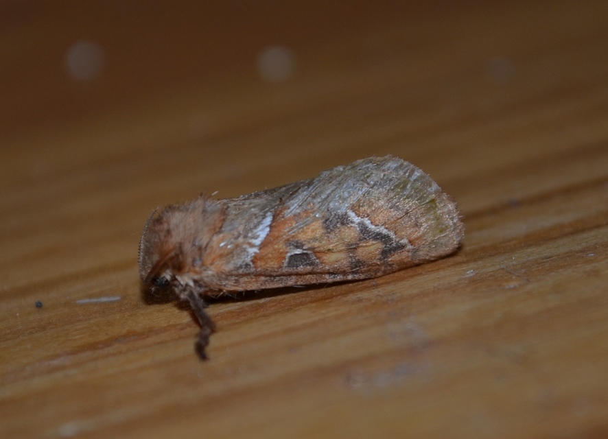 Triodia sylvina - kis gyökérrágólepke
