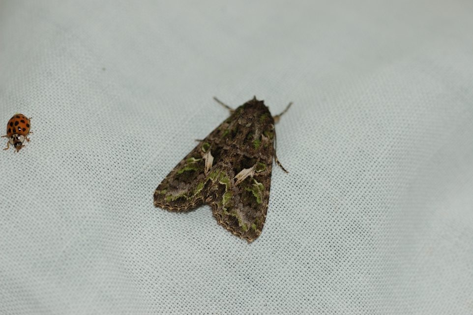 Trachea atriplicis - nyári zöldbagoly