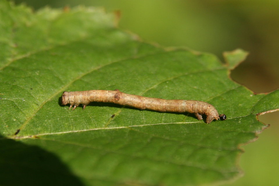 Hypomecis punctinalis - pettyes faaraszoló
