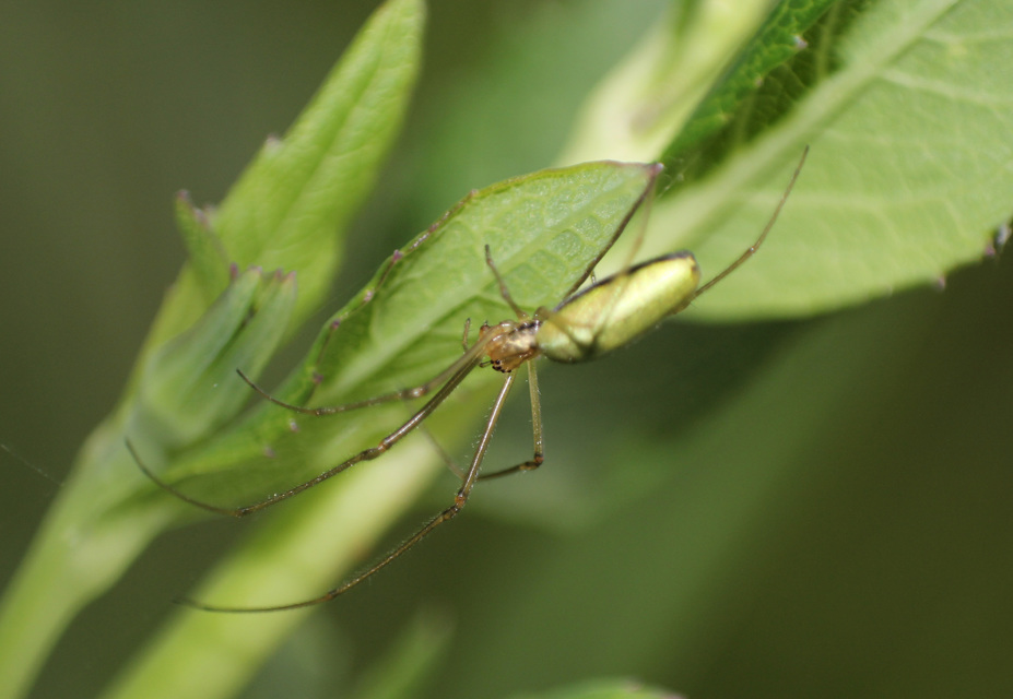 Tetragnatha