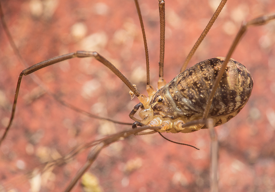 Nelima sempronii
