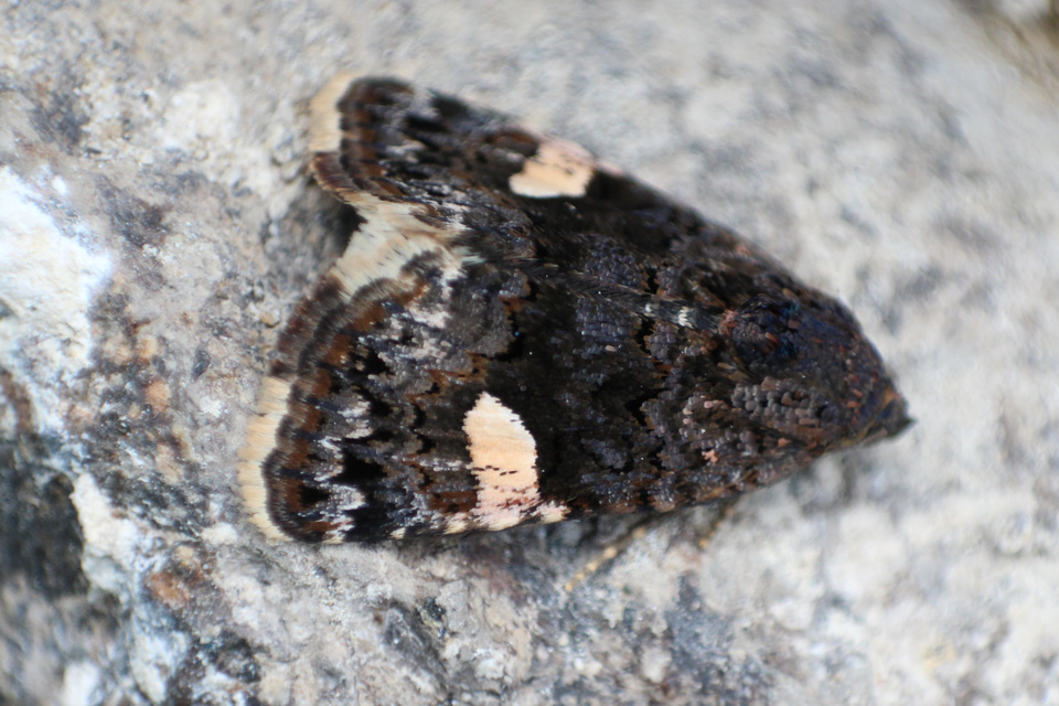 Tyta luctuosa - fekete nappalibagoly