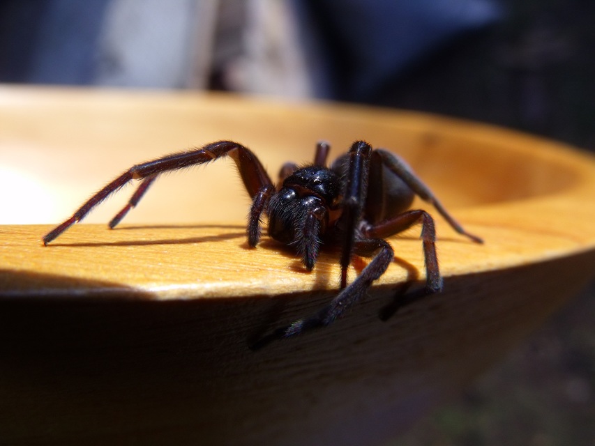 Amaurobius ferox - nagy eretnekpók