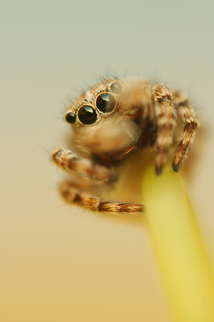 Salticidae - ugrópókok
