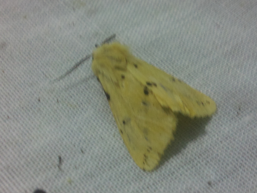 Spilarctia lutea - sárgás medvelepke