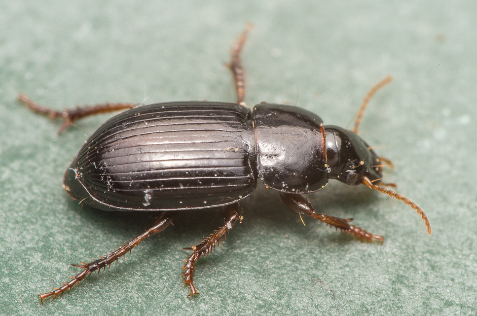 Harpalus pumilus - törpe lomhafutó