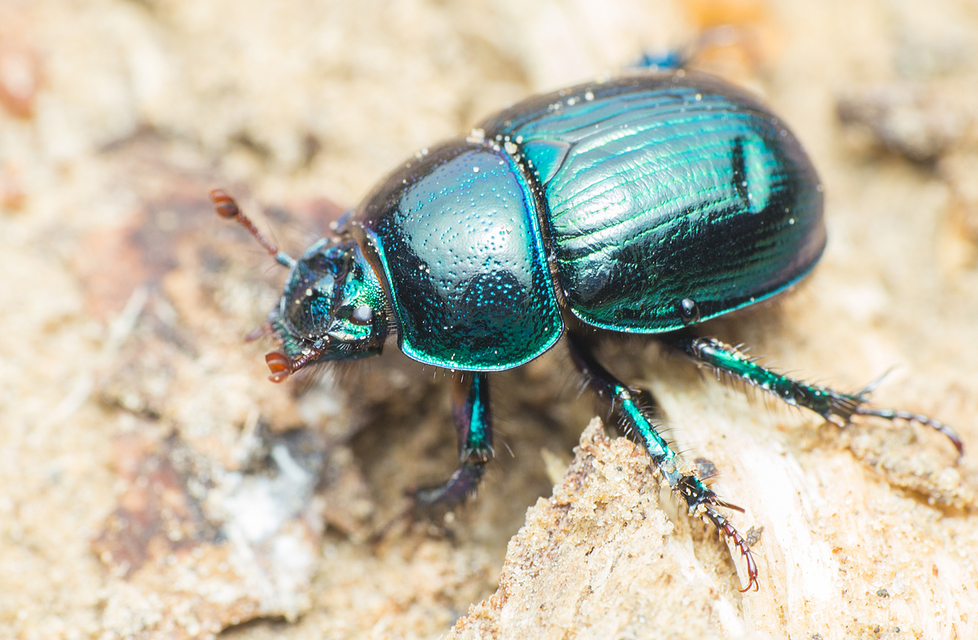 Anoplotrupes stercorosus - erdei álganéjtúró