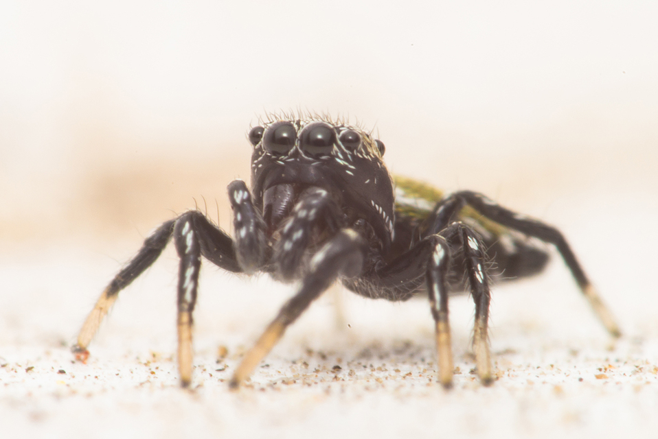Heliophanus