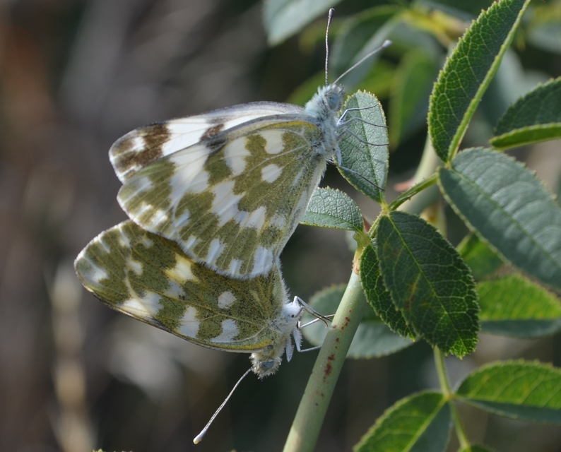 Pontia edusa - rezedalepke